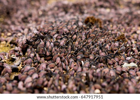 Thousands of purple clams covering the floor of a tidal zone on a Puerto Rican beach.