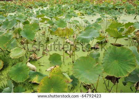A Lotus Pool full of Lotus leaves