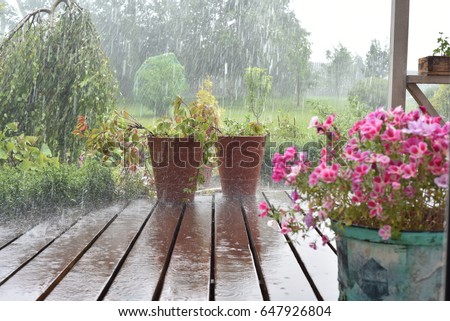 Flowers in the rain in summer Royalty-Free Stock Photo #647926804