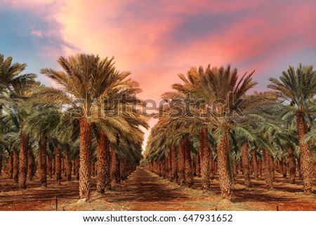 Date palm trees plantation at sunset.  Royalty-Free Stock Photo #647931652
