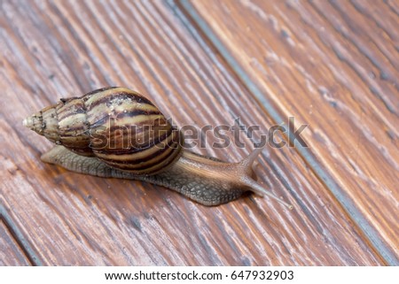 Snail on wooden floor