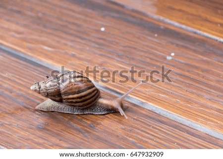 Snail on wooden floor