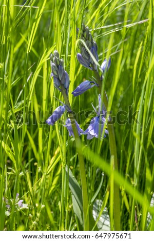 Scilla hispanica bell shaped bulbous late spring flower in bloom
