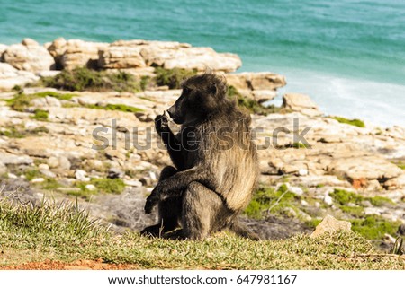 Baboon sitting on the shore (Cape Town, South Africa)
