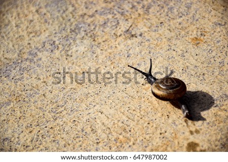 Snail is crawling on ground