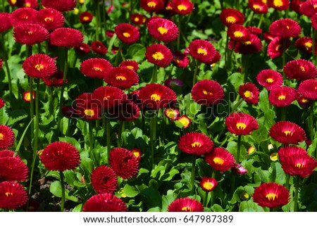 Red flowers field. Abundance of blooming red flowers on the meadow at spring time. Field of daisy flowers. 