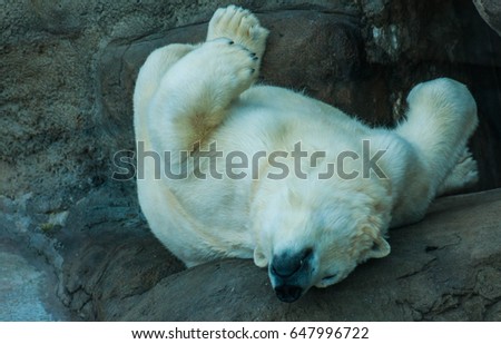 Picture of a beautiful and cute polar bear