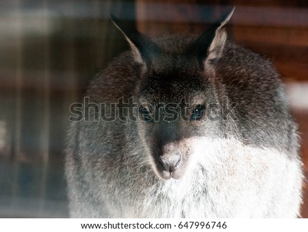 Portrait of a cute small kangaroo looking intense