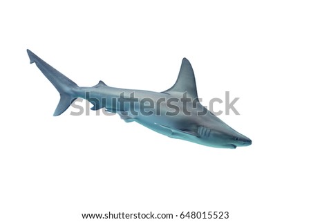 Shark isolated on white background
