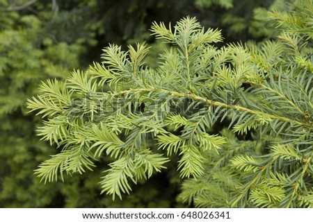 branch of a yew/foliage of a yew tree/yew with young needles Royalty-Free Stock Photo #648026341