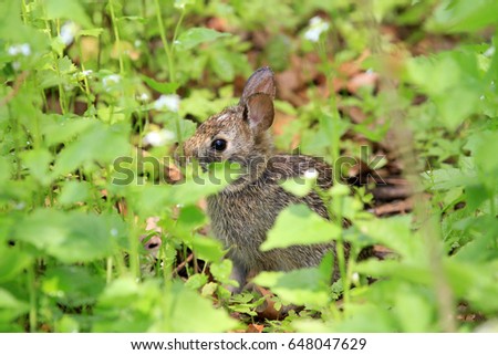 Cotton-tail Rabbit