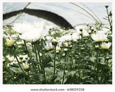 Bright green leaves and white chrysanthemum flowers on blurred background in the garden