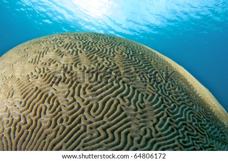 Giant Dome Shaped Brain Coral-Diplora strigosa, picture taken in south east Florida.