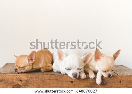 Three little , lovely, cute domestic breed mammal chihuahua puppies friends sitting and lying on wooden vintage box. 