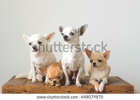 Four young, lovely, cute domestic breed mammal chihuahua puppies friends sitting on wooden vintage box. 