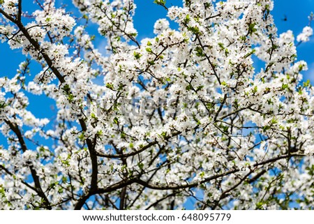 Image of lush early spring foliage - vibrant green spring fresh leaves of blooming apple tree in spring in garden