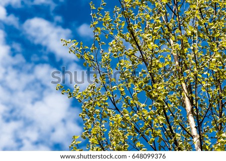 Horizontal image of lush early spring foliage - vibrant green spring fresh leaves of birch tree in spring in protected forest