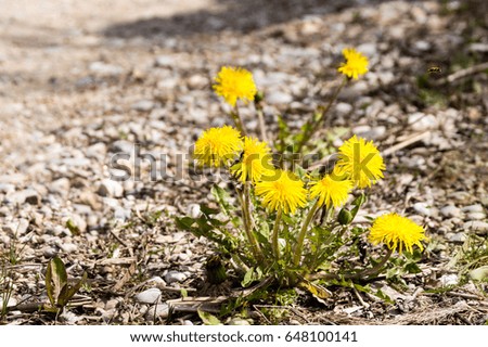 dandelion flowers and blossoms in spring blooming in natural environment