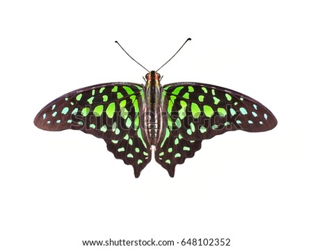 Tailed Jay butterfly on white background, Butterfly isolated on white background.