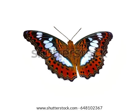 Commander butterfly on white background, Commander butterfly isolated on white background.