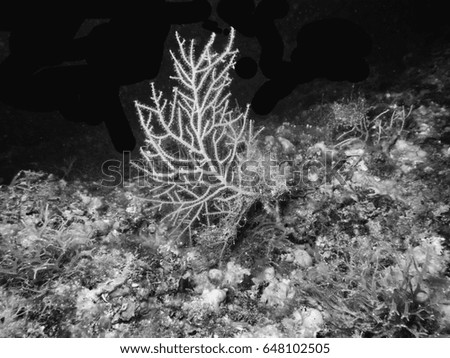 Mediterranean coral reef.