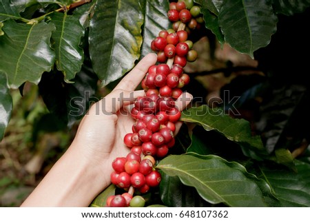 hand with coffee berries