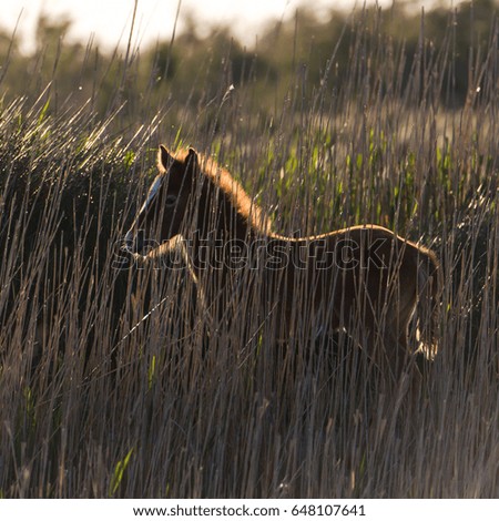  Foal, Camargue horse in back light hidden behind reeds in swamps in the evening