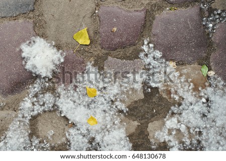 Poplar fluff between cobblestones on the street