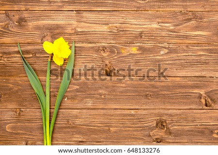 One spring yellow narcissus flower on rustic wooden plank with space for text.