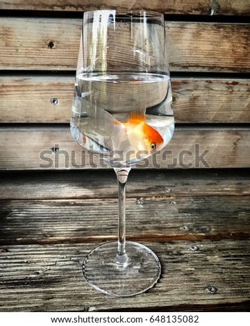 Gold fish in a wine glass, ecology, clean water, concept photo