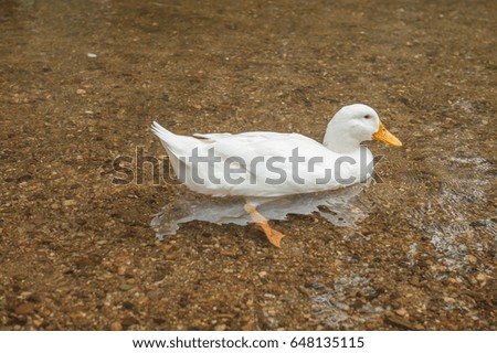 Duck, Duck playing in water. 