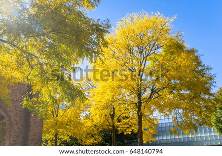 Yellow Autumn Tree under Blue Sky. Lens Flares.