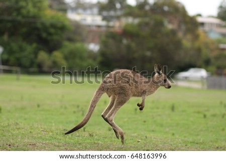 Kangaroo jumping around
