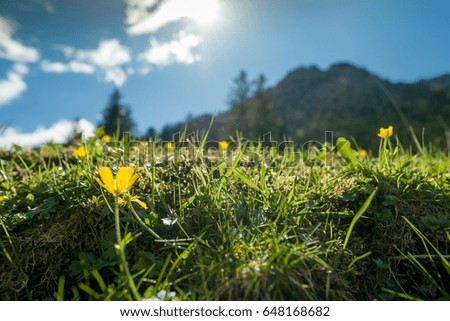 Field of yellow flowers with a forest and blue sunny sky in the background
	

