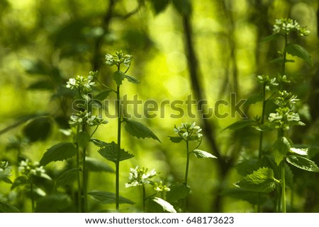 Wild, gentle white flowers on thin stems in sunlight. Delicate wild flowers on a green background.