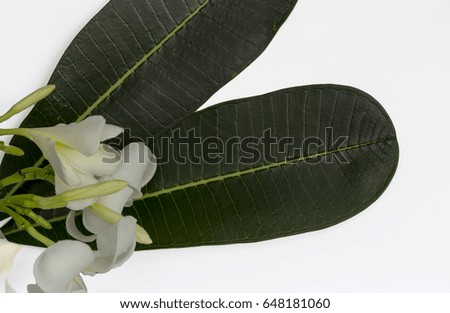 Plumeria flowers and leaves on a white background.