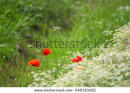 Meadow with chamomile and poppy 