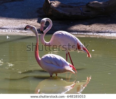 Two pink flamingos standing in the water .