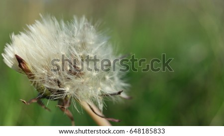 Closeup of dandelion on green natural background