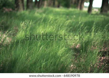 Grass on a summer sunny day with a blurred background in the park