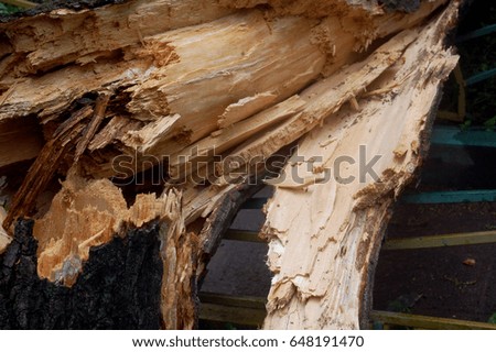 Timber of broken fallen tree