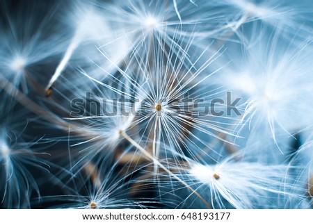 Dandelion macro on a gray background
