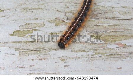 Eastern Tent Caterpillar (Malacosoma) on painted wood