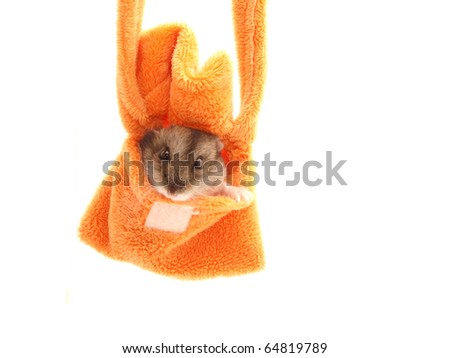 Hamster in a handbag on a white background