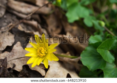 Yellow flower Caltha palustris. Poisonous plant. Shallow depth of field