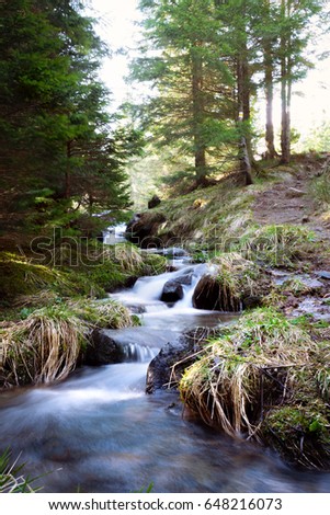 Slow shutter image of the cascading river flowing over boulders in the Carpathian forest. The flowing water of stream. Coniferous forest