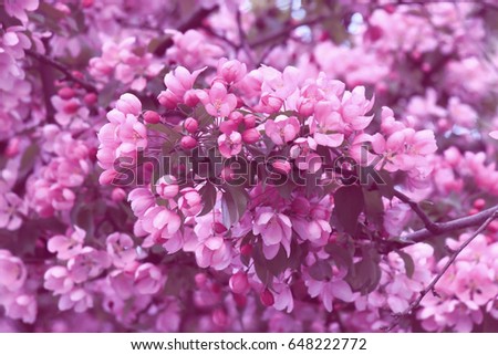Flowering Cherry Blossom Tree