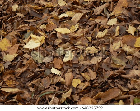 Dry leaves 