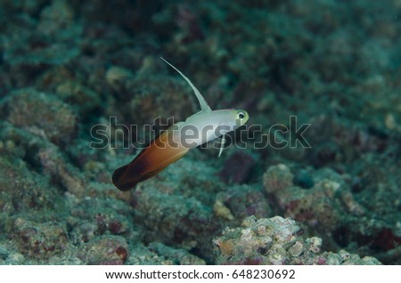  Red Fire Goby
