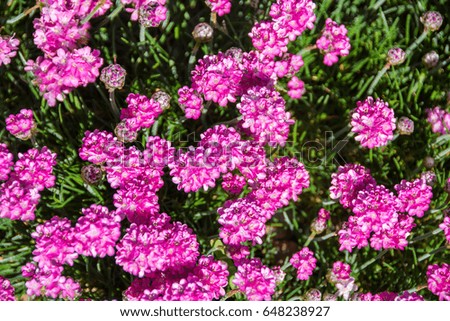 Pink flowers texture
